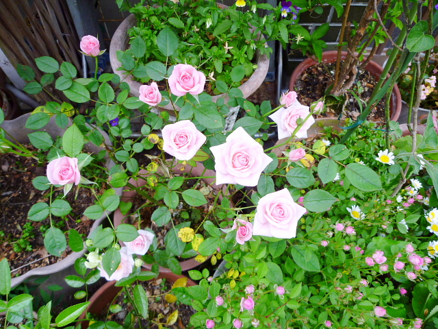 d0170615_1036399.jpg
