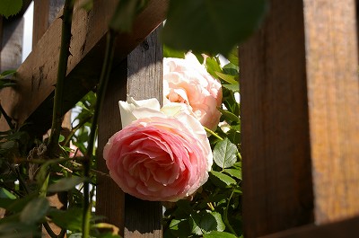 2011.5月　3年目のバラが満開です_c0038619_17554581.jpg