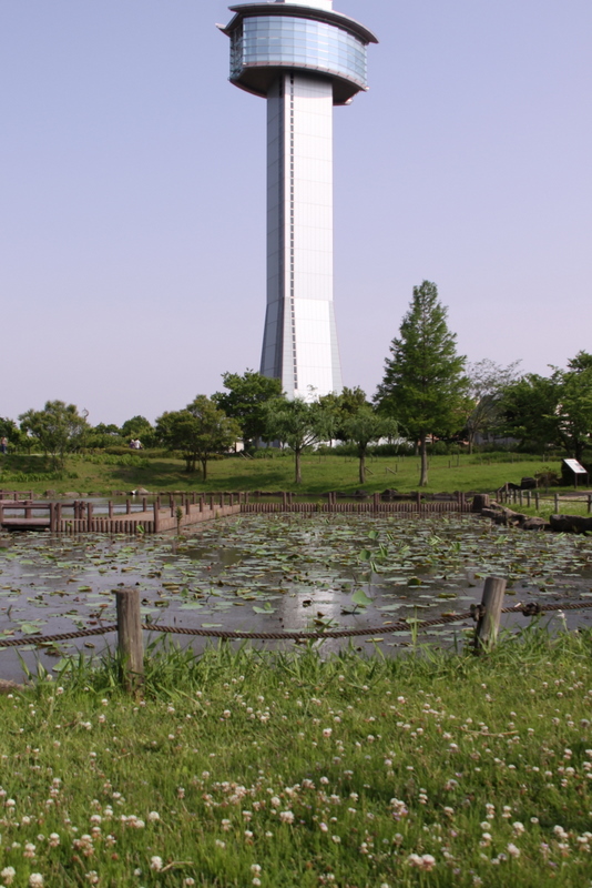 水城公園･古代蓮の里など･･･水の町行田散歩その３_b0165522_7523379.jpg