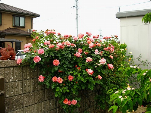 今日のバラ ウーメロ Miiba Ba 舞の日記