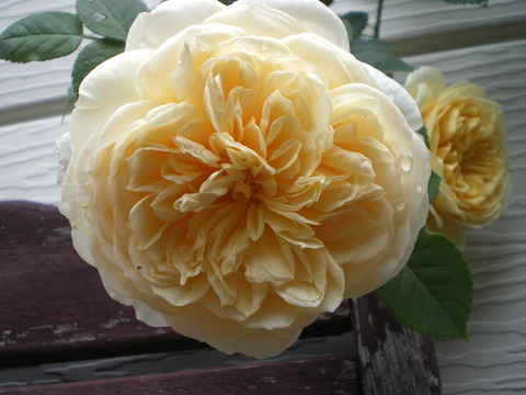 e0128024_23392931.jpg