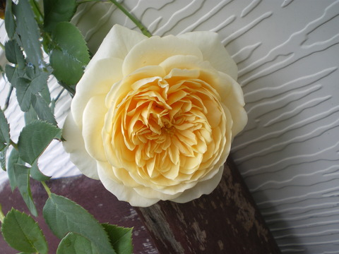 e0128024_23401291.jpg