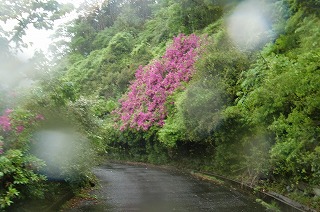 阿蘇への道、Ｍ練雨で中断・・・_d0075225_10405566.jpg