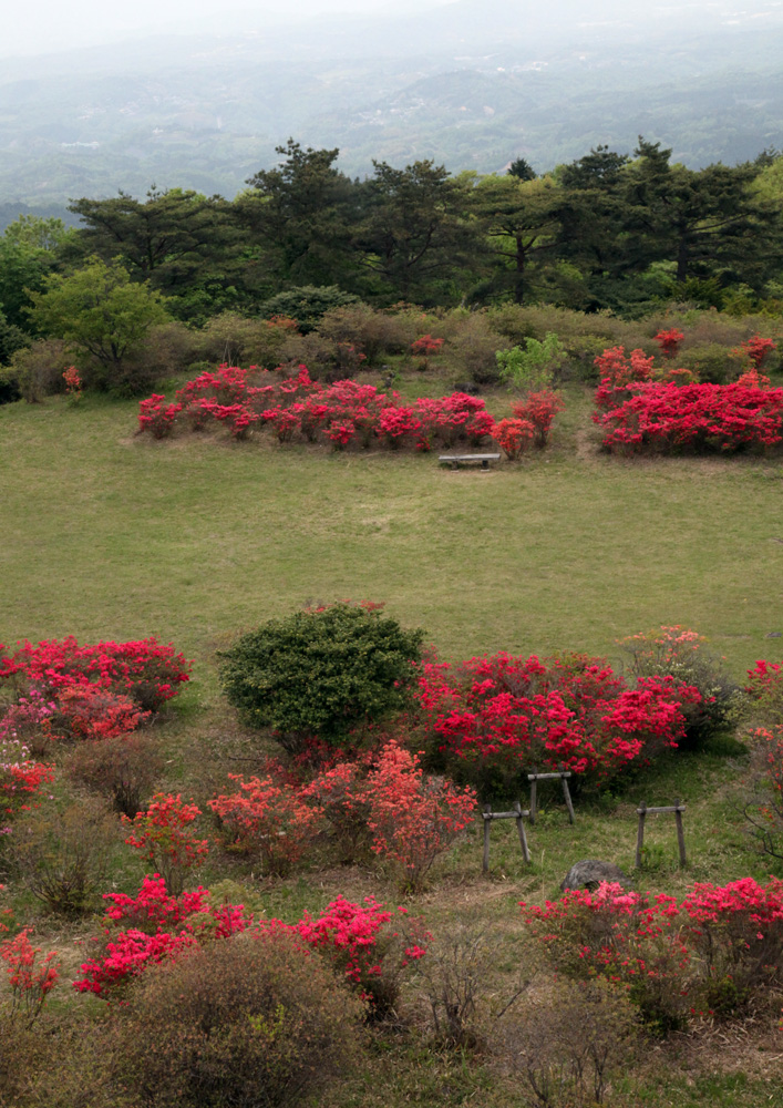 山添村　神野山　ツツジ_c0108146_22352778.jpg