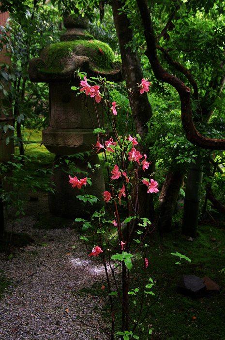 新緑の瑠璃光院（1階～喜鶴亭）_f0155048_2158298.jpg