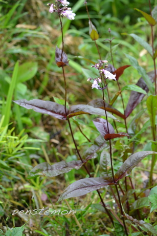 e0184558_857238.jpg