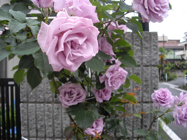 庭の花も賑やか_d0116059_21111881.jpg