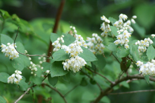5月25日 卯の花ウツギ 小雀公園里山日記