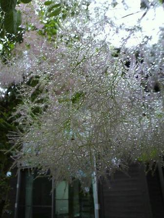 茉莉花・アマリリス・スモークツリー _f0121167_092827.jpg