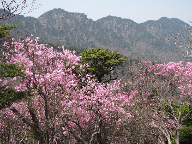 5月21日（土）　小丸山（小袈裟）♪_a0191674_13173912.jpg