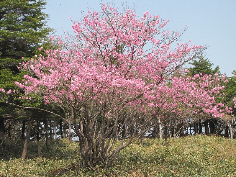 5月21日（土）　小丸山（小袈裟）♪_a0191674_13262014.jpg