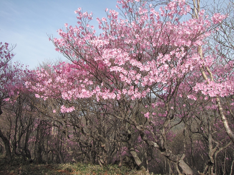 5月22日（日）　袈裟丸山♪_a0191674_13501692.jpg