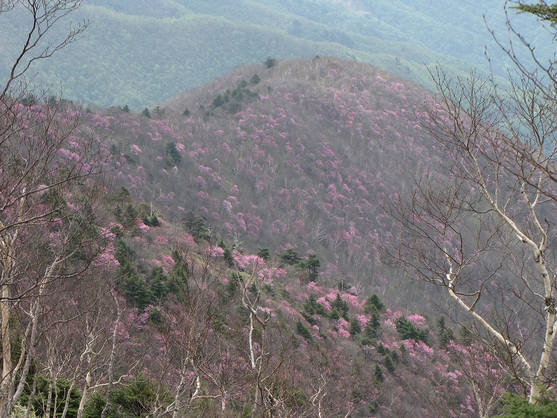 5月22日（日）　袈裟丸山♪_a0191674_1356191.jpg