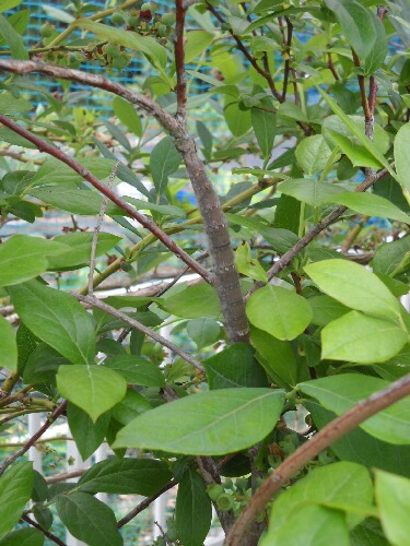 Pds Exblog Jp Pds 1 1105 24 78 F