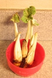 これはなんでしょうか?_d0031682_10362549.jpg