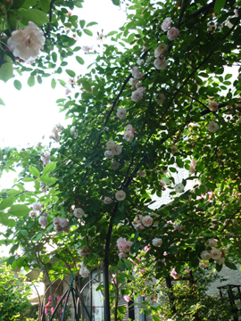 f0166982_2046230.jpg