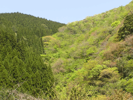b0125397_21304456.gif