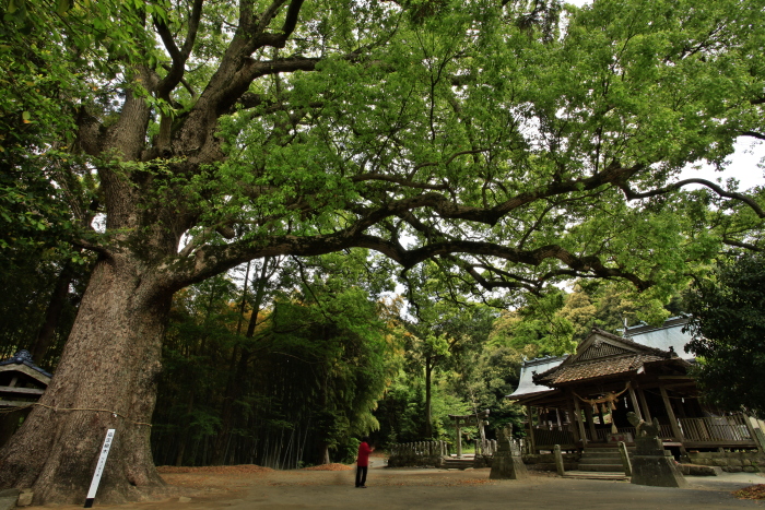 小山諏訪神社のクスノキ_e0135098_1915612.jpg