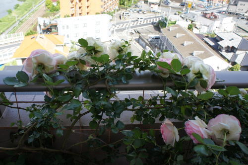 c0227800_7571846.jpg