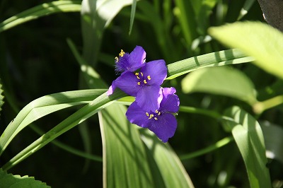 初夏のお花達～♪_a0123003_23264244.jpg