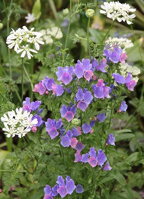 初夏のお花達～♪_a0123003_232929100.jpg