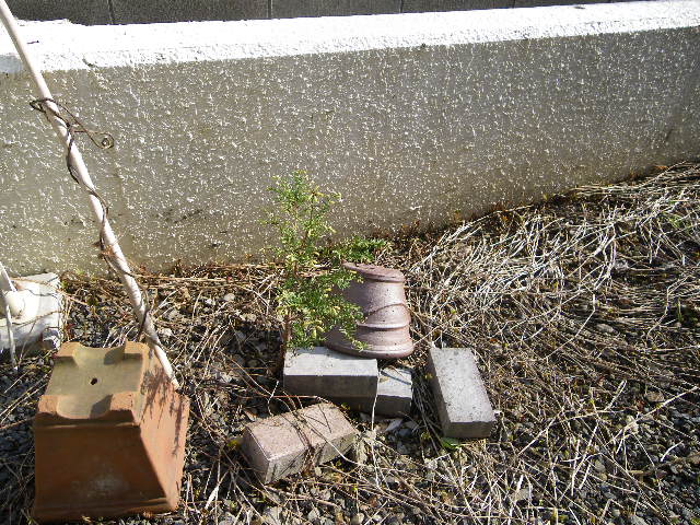 b0151504_5594972.jpg