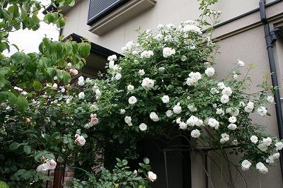 b0199304_23132272.jpg