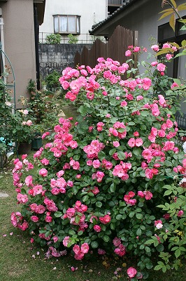 b0199304_23204239.jpg