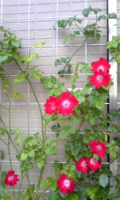 c0180209_2142967.jpg