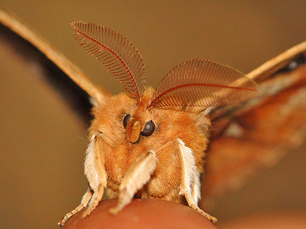 イボタガ・エゾヨツメ : 一寸の虫にも五分の魂
