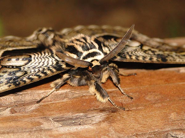 イボタガ・エゾヨツメ : 一寸の虫にも五分の魂