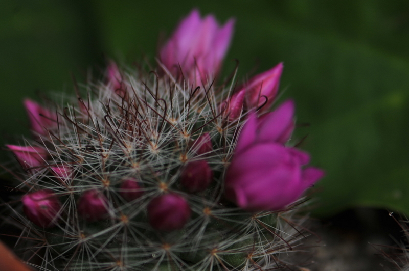 サボテンの花_f0184314_1826373.jpg