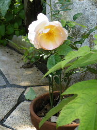 c0036418_10565314.jpg