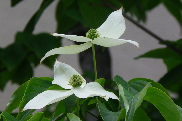 オガタマ・イボタノキ・山法師・ケムリノキ・アスパラ・柿・草苺・芍薬_a0037019_6373750.jpg