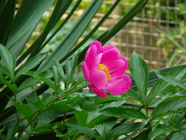 オガタマ・イボタノキ・山法師・ケムリノキ・アスパラ・柿・草苺・芍薬_a0037019_6474975.jpg