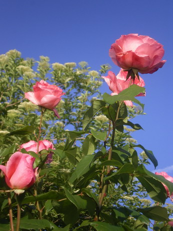 c0124619_1203712.jpg
