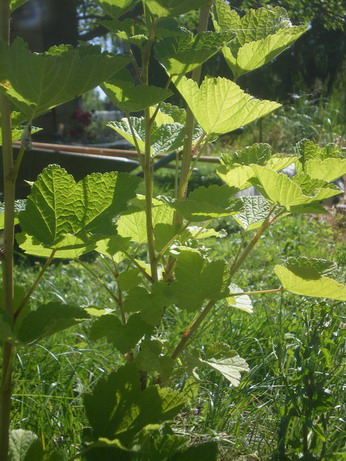 春のマレ仕事⑱　おっきいかぼちゃときゅうりのちっちゃい苗の植え付け と 赤い実の季節_c0124619_2342371.jpg