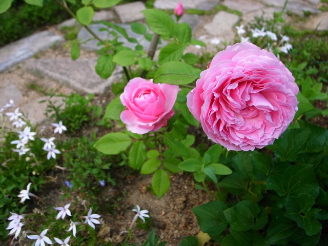 ROSE_f0209122_17255080.jpg