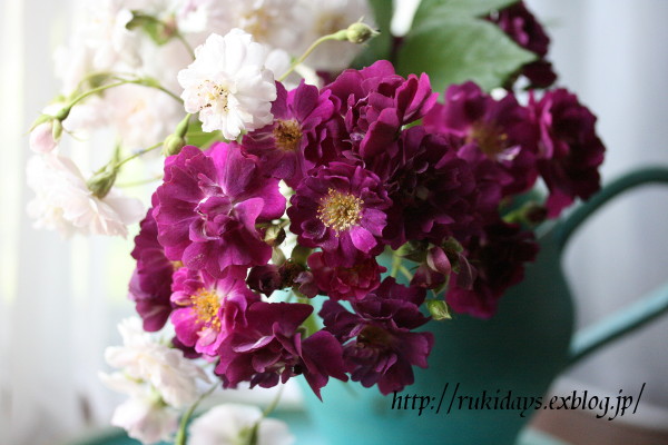 春の薔薇2011 vol.4 white & purple_d0165723_20412065.jpg