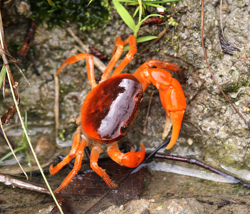 サワガニ Geothelphusa dehaani : 鳥平の自然だより（動物編）