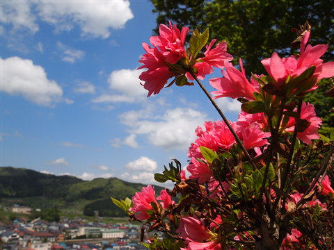 茶臼山公園ツツジ（大鰐町）*2011.05.25_b0147224_18364533.jpg