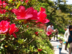 茶臼山公園ツツジ(大鰐町)*2011.05.25_b0147224_1837231.jpg
