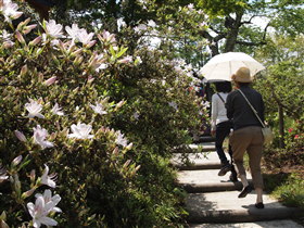 茶臼山公園ツツジ(大鰐町)*2011.05.25_b0147224_1839205.jpg