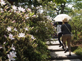 茶臼山公園ツツジ（大鰐町）*2011.05.25_b0147224_1839205.jpg