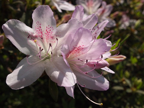茶臼山公園ツツジ(大鰐町)*2011.05.25_b0147224_18412260.jpg