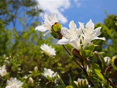 茶臼山公園ツツジ（大鰐町）*2011.05.25_b0147224_184137100.jpg