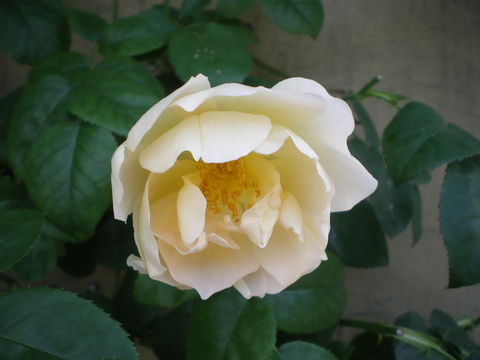 e0128024_16155385.jpg