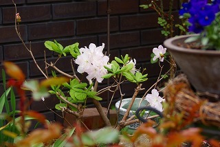 f0170524_1647539.jpg