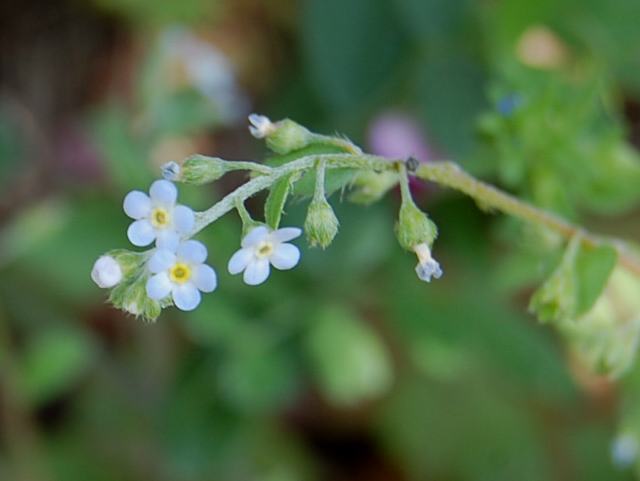 胡瓜草 キュウリグサ 花の仲間調べ 胡瓜草 キュウリグサ 花の仲間調べ
