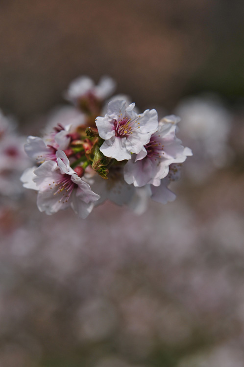 2011桜　①_f0116528_20122164.jpg